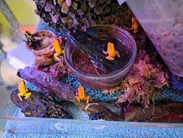 Phyllobates terribilis geel en oranje  beschikbaar voor biedingen