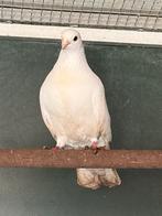 Sierduif, Geslacht onbekend, Overige soorten