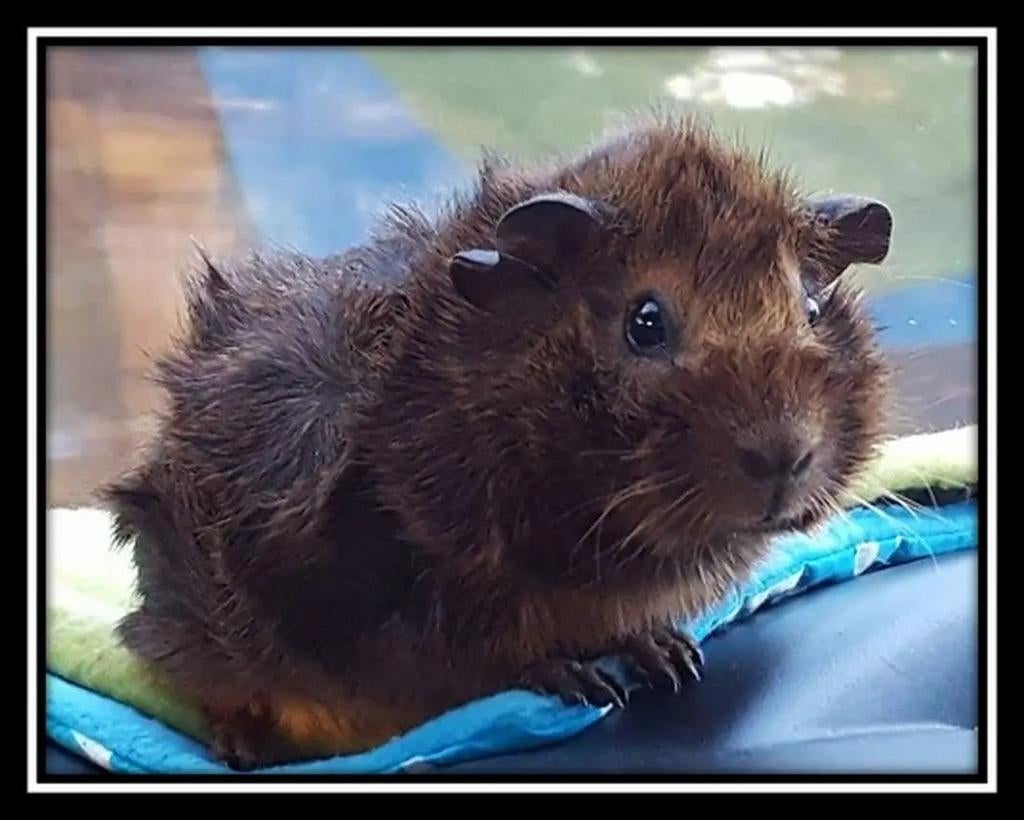 Rode of zwarte borstels gezocht, Dieren en Toebehoren, Knaagdieren, Cavia, April, Mannelijk, Tam