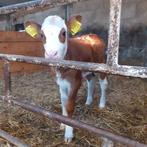 Roodblaarkop vaarskalf, Januari