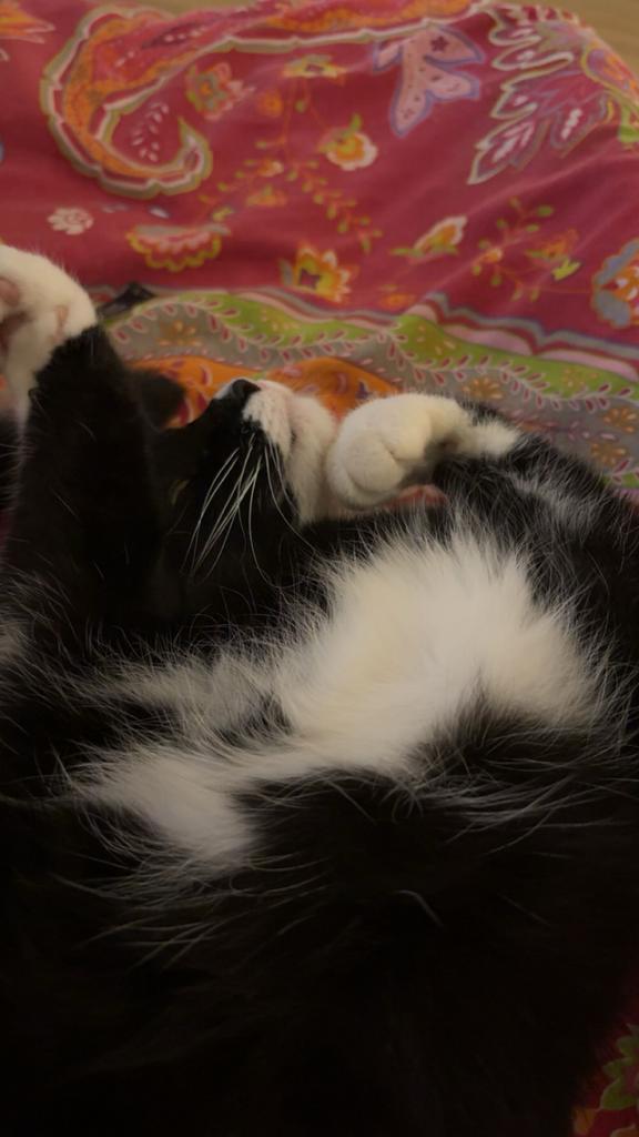 3 katten mogen weg naar een lief huisje, Dieren en Toebehoren, Katten en Kittens | Overige Katten, Poes