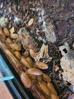 Isopods (pissenbedden) orange., Dieren en Toebehoren, Overige soorten