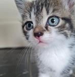 Lieve boerderij kittens -tijgertjes (poesjes en katertjes), Meerdere dieren, Kortharig, 0 tot 2 jaar