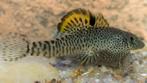 Nieuw binnen!!! Wildvang Pseudogastromyzon Fangi!!!, Vis, Zoetwatervis