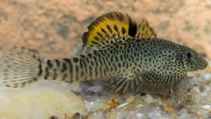 Nieuw binnen!!! Wildvang Pseudogastromyzon Fangi!!!, Dieren en Toebehoren, Vissen | Aquariumvissen, Zoetwatervis, Vis
