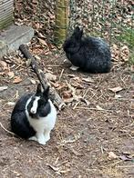 Twee prachtige kleurdwerg konijntjes, Dieren en Toebehoren, Konijnen, Mannelijk, Dwerg