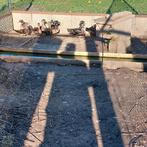 Carolien eend   6 man 3 vrouw