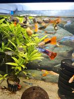 Guppen / guppies, Dieren en Toebehoren, Vissen | Aquariumvissen, Vis