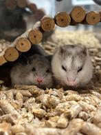 Chinese dwerghamsters | Jonge hamsters | Goed tam te maken, Dieren en Toebehoren, Knaagdieren, Hamster, Vrouwelijk, Tam, Oktober