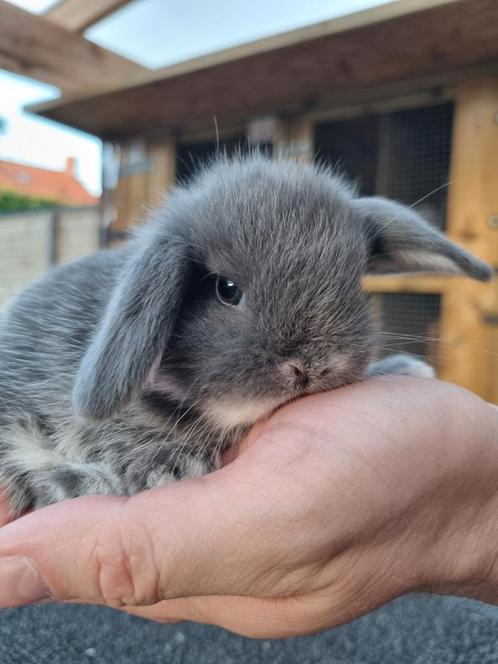 Lieve Nederlandse hangoordwergjes, Dieren en Toebehoren, Konijnen, Dwerg, Meerdere dieren
