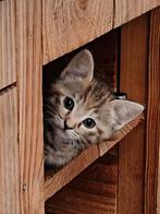 Lieve grijs/bruine kitten poes, Dieren en Toebehoren, Katten en Kittens | Overige Katten, Poes