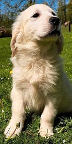 Wegens annulering nog één golden retriever pup reutje ......, Dieren en Toebehoren, Honden | Retrievers, Spaniëls en Waterhonden