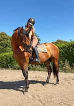 PRE grote hengst vol papier, Dieren en Toebehoren, Paarden, Hengst, Dressuurpaard, Gechipt, 3 tot 6 jaar