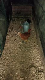 Jonge leghen, Dieren en Toebehoren, Pluimvee, Mannelijk, Kip