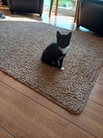 Boerderij kittens, Dieren en Toebehoren, Katten en Kittens | Overige Katten, Poes