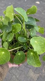 Pannenkoekenplant ‘Sugar’, Overige soorten, Volle zon, Vaste plant, Ophalen of Verzenden