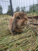 Maleisië zoekt een huisje! (gevaccineerd), Dieren en Toebehoren, Konijnen, Vrouwelijk, Klein, Hangoor, 3 tot 5 jaar