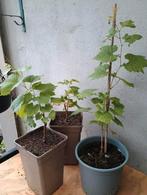 Te koop blauwe druiven planten, Ophalen