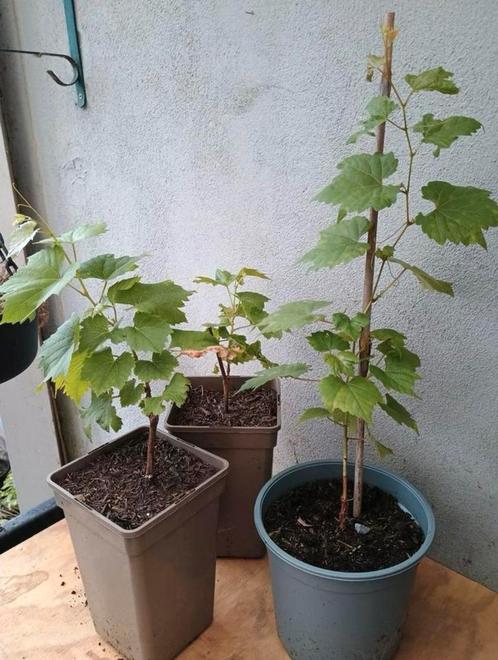 Te koop blauwe druiven planten, Tuin en Terras, Planten | Fruitbomen, Ophalen