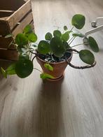 Pannenkoekplant (Pilea peperomioides) in pot, Ophalen, In pot, Halfschaduw, Minder dan 100 cm