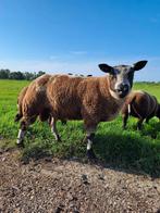 Mooie bonte ram, Dieren en Toebehoren, Schapen, Geiten en Varkens, Mannelijk, Schaap