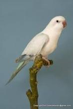 Gevraagd: Muisparkiet, bfbw roseicollies enz, Dieren en Toebehoren, Vogels | Parkieten en Papegaaien, Meerdere dieren, Parkiet