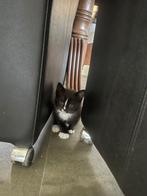 Kittens, Dieren en Toebehoren, Katten en Kittens | Overige Katten, Meerdere dieren, Kortharig, 0 tot 2 jaar