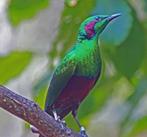Gezocht emerald spreeuw pop, Dieren en Toebehoren, Vrouwelijk, Tropenvogel, Geringd