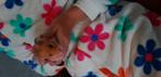 Lieve tamme hamster, Dieren en Toebehoren, Knaagdieren, Hamster, Maart, Vrouwelijk, Tam