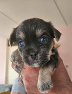 Te koop,pups yorky/shitzu mix, Dieren en Toebehoren, Yorkshire Terriër, 8 tot 15 weken, Meerdere, Meerdere dieren