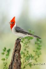 Koppel roodkuif kardinalen  met geringd, Dieren en Toebehoren, Meerdere dieren, Geringd