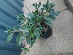 Laurier, Tuin en Terras, Ophalen, Halfschaduw, Overige soorten, 100 tot 250 cm