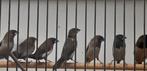 SPITSSTAART BRONZEMANNEN, Dieren en Toebehoren, Vogels | Overige Vogels, Meerdere dieren, Geringd, Tropenvogel