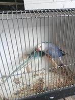 Mooi koppel halsbanden, Dieren en Toebehoren, Meerdere dieren, Parkiet