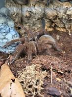 Vogelspinnen-tarantulas aangeboden update 20-10, Dieren en Toebehoren, Insecten en Spinnen, Spin of Schorpioen