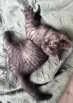 British Shorthair Mix Kitten, Dieren en Toebehoren, Katten en Kittens | Raskatten | Korthaar, Poes, 0 tot 2 jaar