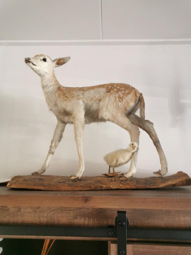 Opgezet Damhertje met Kuiken - Uniek Decoratieobject, Ophalen of Verzenden