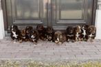 Leonberger/bernersennen pups, Overige rassen, 8 tot 15 weken, Meerdere, Meerdere dieren