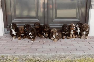 Leonberger/bernersennen pups beschikbaar voor biedingen