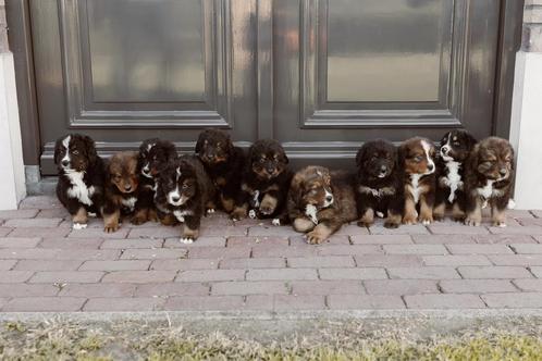 Leonberger/bernersennen pups, Dieren en Toebehoren, Honden | Retrievers, Spaniëls en Waterhonden, Meerdere dieren, Overige rassen
