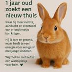 Het konijn zoekt een nieuw thuis, Dieren en Toebehoren, Konijnen, Mannelijk, Middelgroot, 0 tot 2 jaar