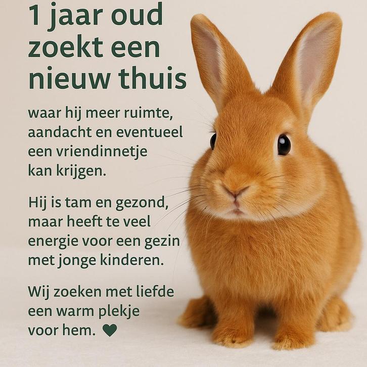Het konijn zoekt een nieuw thuis, Dieren en Toebehoren, Konijnen, Middelgroot, Mannelijk, 0 tot 2 jaar