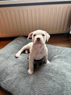 Pocky bully pup stamboom ( bijzondere ogen), Dieren en Toebehoren, Ophalen of Verzenden, Nieuw