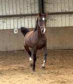 3 jarige Gelderse ruin, Dieren en Toebehoren, Paarden, Minder dan 160 cm, Ruin, 3 tot 6 jaar, Onbeleerd