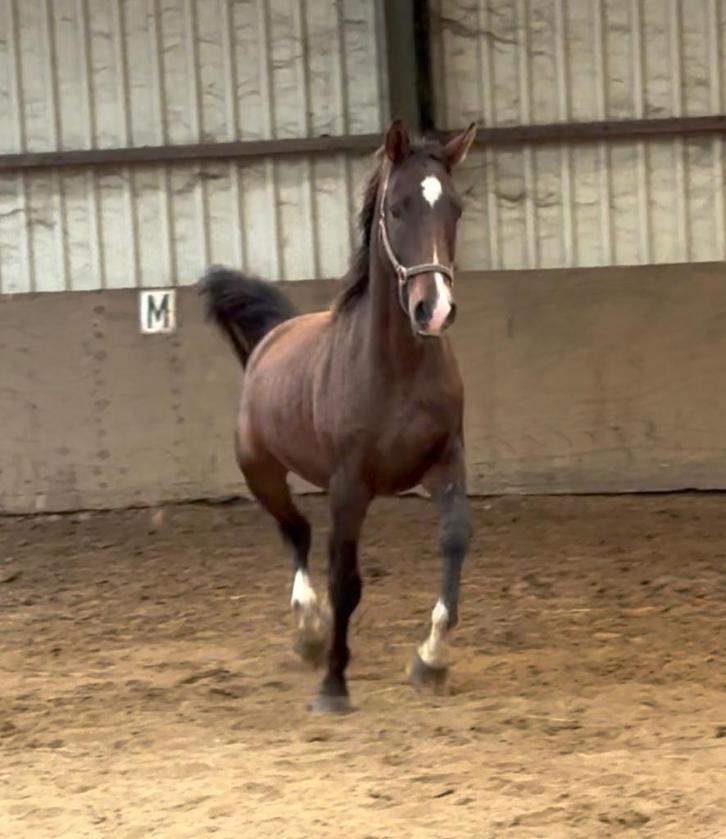 3 jarige Gelderse ruin, Dieren en Toebehoren, Paarden, Ruin, Onbeleerd, Minder dan 160 cm, 3 tot 6 jaar, Recreatiepaard, Met stamboom