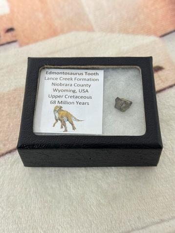 Edmontosaurus Tooth, dinosaurus tand fossiel 68 miljoen jaar beschikbaar voor biedingen
