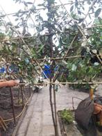 Elaeagnus Ebbingei als leiboom met rek op 90 cm in pot, Leiboom, Lente, 100 tot 250 cm, Ophalen