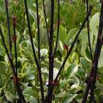 **ACTIE** Cornus alba kesselringii, Witte Kornoelje, Tuin en Terras, Ophalen of Verzenden, Overige soorten, Struik, Minder dan 100 cm