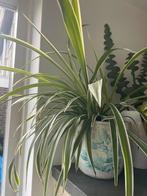 Graslelie, Ophalen of Verzenden, Halfschaduw, Minder dan 100 cm