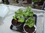 Roodsteel Rabarber planten 4 euro per stuk, Tuin en Terras, Planten | Tuinplanten, Ophalen, Zomer, Overige soorten, Volle zon